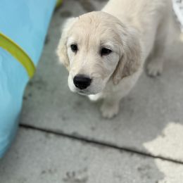 Girl 2 - female Golden Retriever puppy in Jacksonville, Florida from Novas Golden Puppies