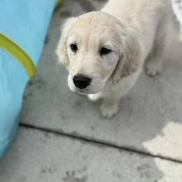 Girl 2 - female Golden Retriever puppy in Jacksonville, Florida from Novas Golden Puppies