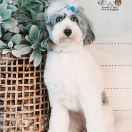 Hazel - Bernedoodle