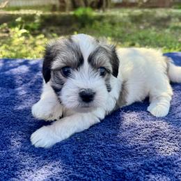 Haley - Black and white female Coton de Tulear puppy in Mead, Oklahoma from Bar W Cotons