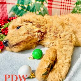 Red Collar Female - Apricot female Goldendoodle puppy in Conway, South Carolina from Poodle Doodle World