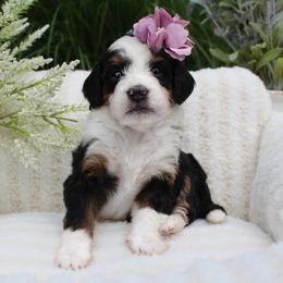 Lucy - Tri-color female Bernedoodle puppy in Perrysville, Ohio from Pleasant Valley Bernedoodles
