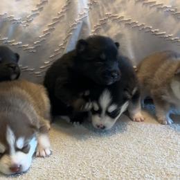 Pomsky Puppies from Pomsky Hills