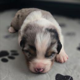 Ember - Blue merle female Australian Shepherd puppy in Russellville, Kentucky from Page Family Homestead