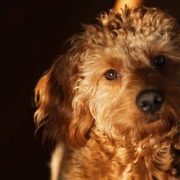 Goldendoodles from Graber Puppy Lodge
