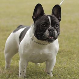 Ursula - French Bulldog