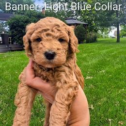 Banner - Red  male Goldendoodle puppy in Red Oak, Iowa from Fisher Pups-Stay Golden with a Doodle