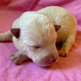 Jessie (Red) - Wheaten female Scottish Terrier puppy in Jefferson, North Carolina from McGuire’s High Country Terriers