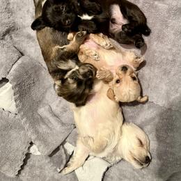 Yorkipoo Puppies from Bayless Yorkiepoos
