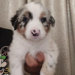 Maui - Blue merle male Australian Shepherd puppy in Turlock, California from Cherangani Hills Australian Shepherds