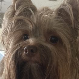 Carmen - Yorkshire Terrier