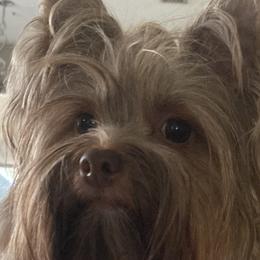 Carmen - Yorkshire Terrier