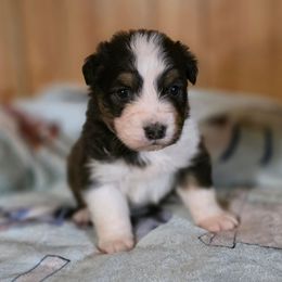 Frosty - Black tri-color male Australian Shepherd puppy in Kenton, Tennessee from Carrotwood Australian Shepherds