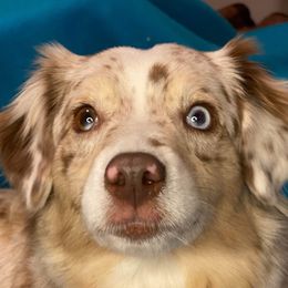 Briar - Miniature American Shepherd