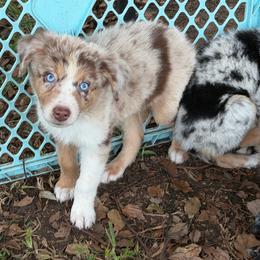 Boy 4 - Red merle male Australian Shepherd puppy in Lakeland, Florida from Infinite Aussies