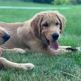 Golden Retrievers from Chrissy's Golden Retrievers