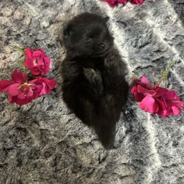 Black Samurai - Black male Pomeranian puppy in Scio, Oregon from Mac Daddy Poms