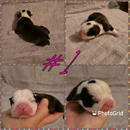 Boston Terrier Puppies from Smith's Boston Terriers