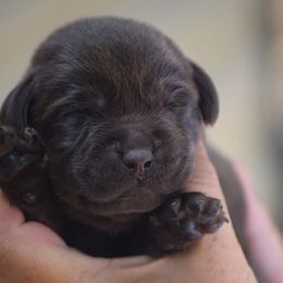 Chocolate male - Chocolate male Labrador Retriever puppy in Edgefield, South Carolina from Backwoods Pond Labradors LLC