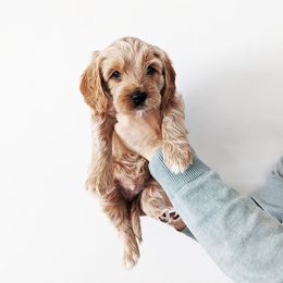 Australian Labradoodle Puppies from HoneyPeaks Australian Labradoodles