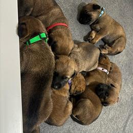 General application male or female - Red sable male Belgian Malinois puppy in Dewy Rose, Georgia from Rolling G Kennels