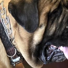 Mastiffs from Mikayel Nikogosyan