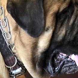 Mastiffs from Mikayel Nikogosyan