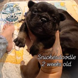Snickerdoodle - Black and tan female French Bulldog puppy in Strunk, Kentucky from Waters Edge French Bulldogs LLC