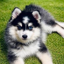 Sage - Black and white male Pomsky puppy in Rhome, Texas from TyeDye Kennels