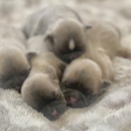 Shih Tzu Puppies from West Coast Shih Tzu/Reno Tzu Haven