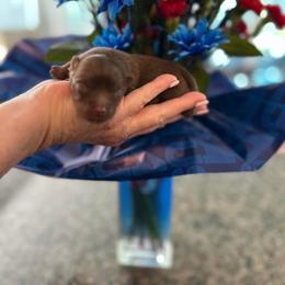 Freedom - Chocolate male Pomeranian puppy in Cropwell, Alabama from Poms On The Lake