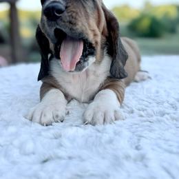 Wilfred - Mahogany and white male Basset Hound puppy in Springfield, Missouri from Baylee’s Bassets