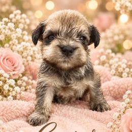 Cooper - Salt and pepper male Miniature Schnauzer puppy in Hull, Georgia from Ardent Miniature Schnauzers of Athens