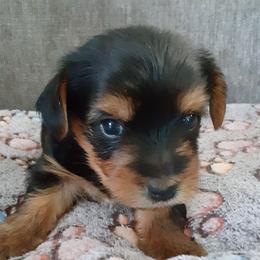 Kobi Bay - Black and tan male Yorkshire Terrier puppy in Gurley, Alabama from Rhondas yorkies