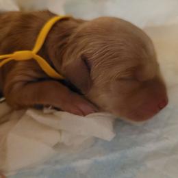 Yellow - Golden female Golden Retriever puppy in Greensburg, Kentucky from Southern Springs Goldens