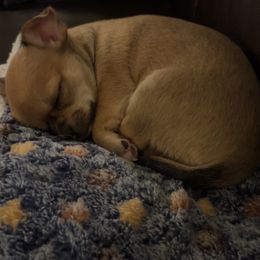 Chihuahua Puppies from Wild Mountain Chihuahuas