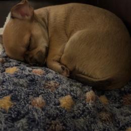 Chihuahua Puppies from Wild Mountain Chihuahuas