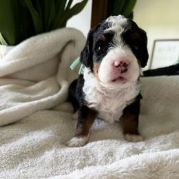 Teal Girl - Tri-color female Bernedoodle puppy in Fort Gibson, Oklahoma from Waggle Doodles