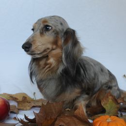 Sammy - Dachshund