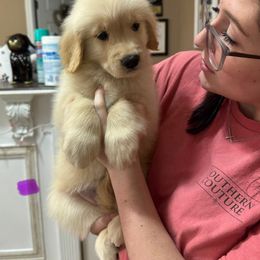 Treasure - Golden female Golden Retriever puppy in Disputanta, Virginia from Silver Myst Acres