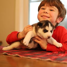 Siberian Husky Puppies from East Inn Huskies