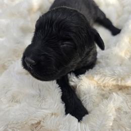 Girl 1 - Black female Bouvier des Flandres puppy in Marionville, Missouri from Sandbox Puppies