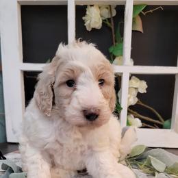 Aussiedoodle and Goldendoodle Puppies from Hunting Creek Kennels