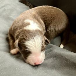 Agate - Red tri male Miniature Australian Shepherd puppy in Priest River, Washington from Offgrid Aussies