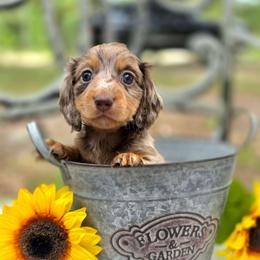 Cookie - Dapple female Dachshund puppy in Lady Lake, Florida from K Rae's Dachshunds