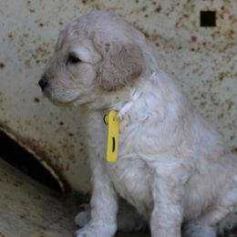 Aussiedoodles and Labradoodles from Mini Acres Farms