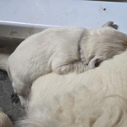6th puppy pick male - Light golden male Golden Retriever puppy in Muncie, Indiana from Scarlett Creek Retrievers and Samoyeds