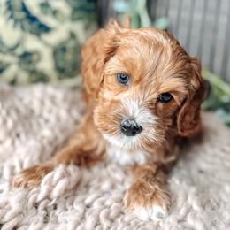 Purple Collar - Lord Anthony - Caramel male Australian Labradoodle puppy in Decatur, Alabama from Southern Meadows Doodles