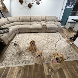 Golden Retriever All Grown Up from Roberts Golden Retrievers