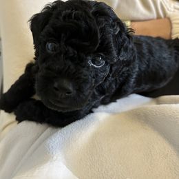 Poodle Puppies from The Victorious Poodle’s